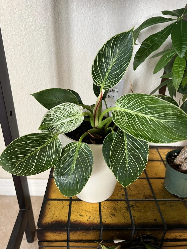 Philodendron Birkin plant with variegated green striped leaves in white pot