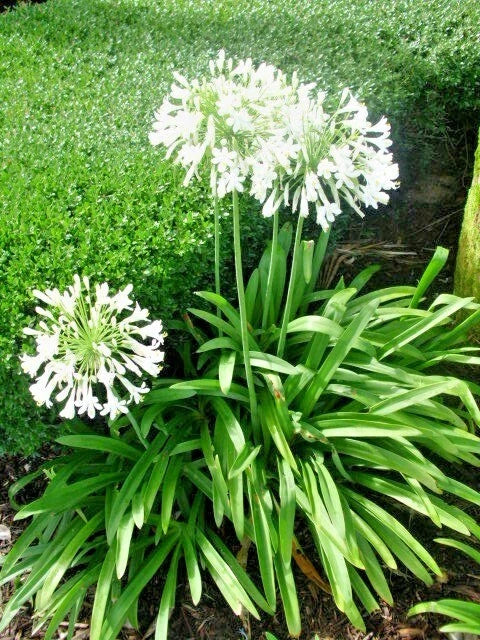 30 GETTY WHTE AGAPANTHUS SEEDS - Agapanthus africanus Garden Plants
