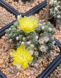 Multi Heads Tephrocactus Rossianus Succulent Cactus Plant Garden DŽcor Boutique Garden Plants
