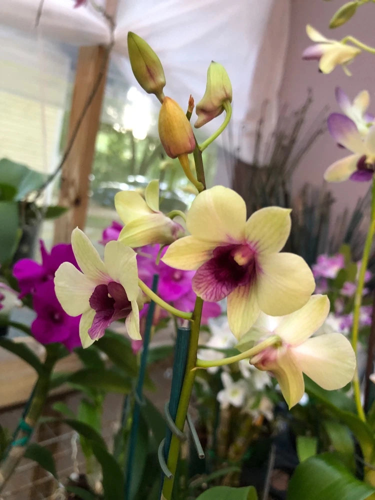 (691-2) Den.Jade Classic    FS Orchids