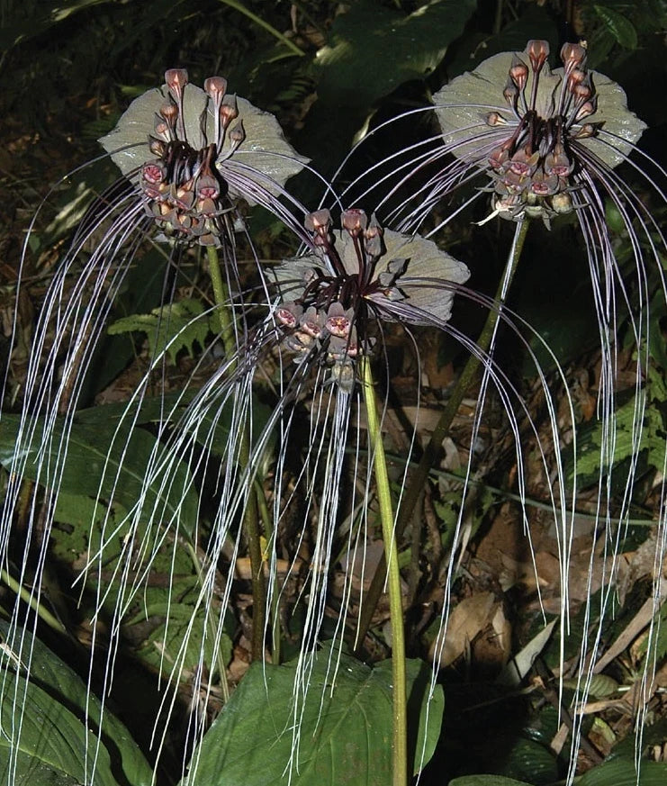 Black bat flower plant with dark blooms and long whisker-like filaments, on green leaves