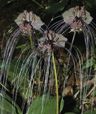 Black bat flower plant with dark blooms and long whisker-like filaments, on green leaves