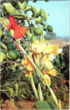Green Lemons & Canna Lilies Flower Dramatic Nature Postcard Lily