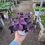 Purple Shamrock Plant Oxalis Triangularis Plant Shamrock Flowers 4 In Pot Flowering Plants