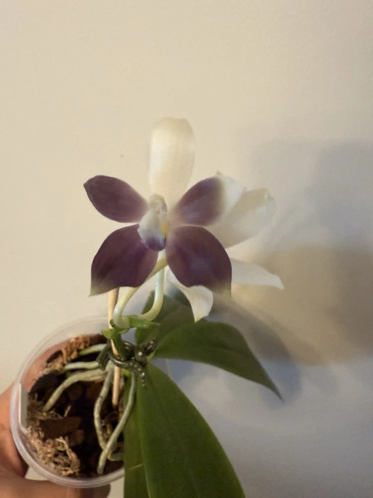 Blue-tinted Phalaenopsis orchid in a small pot, dark purple and white blooms