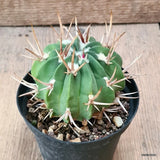D6299 ECHINOFOSSULOCACTUS COPTOGONUS pot10-H7-W8 cm MaMa Cactus Green Plant