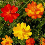 Cosmos Bright Lights Seeds 100 Ct ANNUAL Mix Cut Flower Garden USA FREE SHIPPING Garden Plants