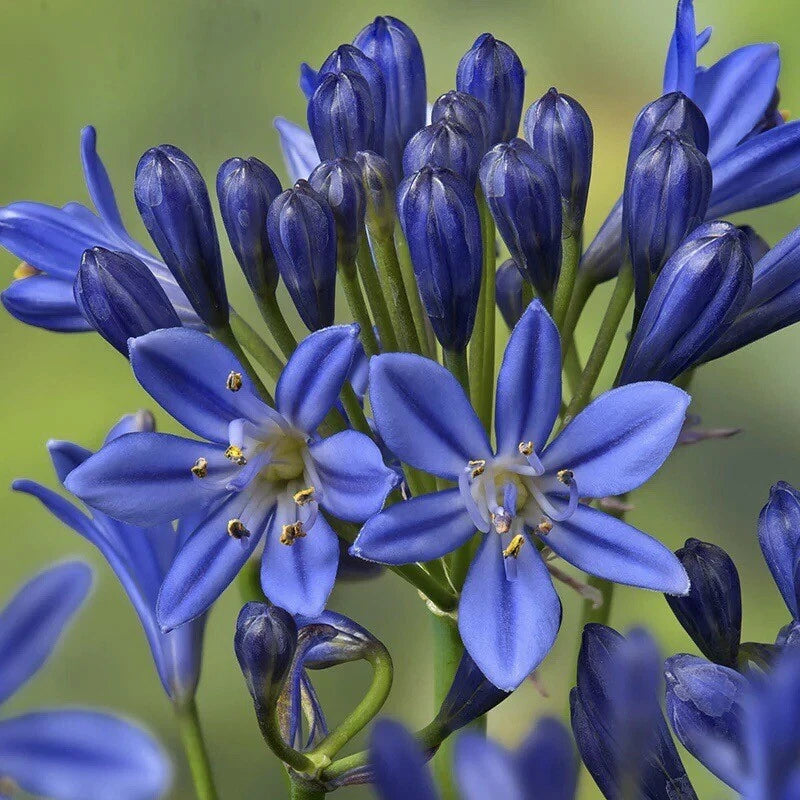 30 Seeds Lily of the Nile Blue Agapanthus African Lily Lily