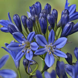 30 Seeds Lily of the Nile Blue Agapanthus African Lily Lily