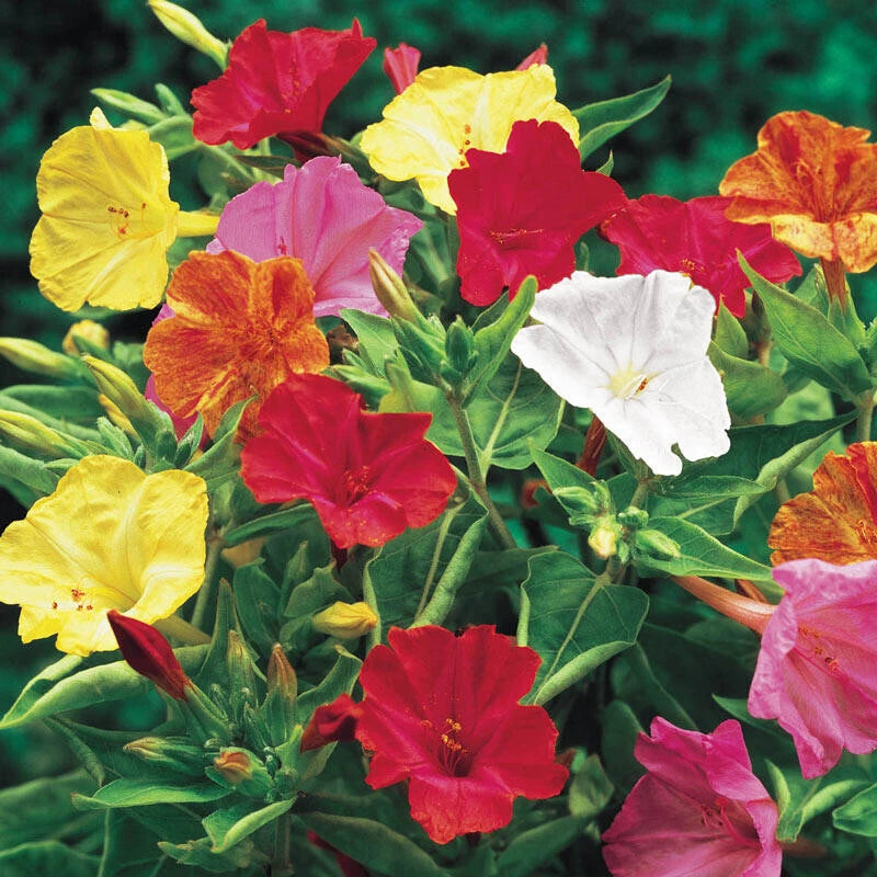 25+ FOUR O'CLOCK MIX SEEDS FRESH FOR YOUR FLOWER GARDENS Garden Plants