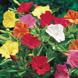 25+ FOUR O'CLOCK MIX SEEDS FRESH FOR YOUR FLOWER GARDENS Garden Plants
