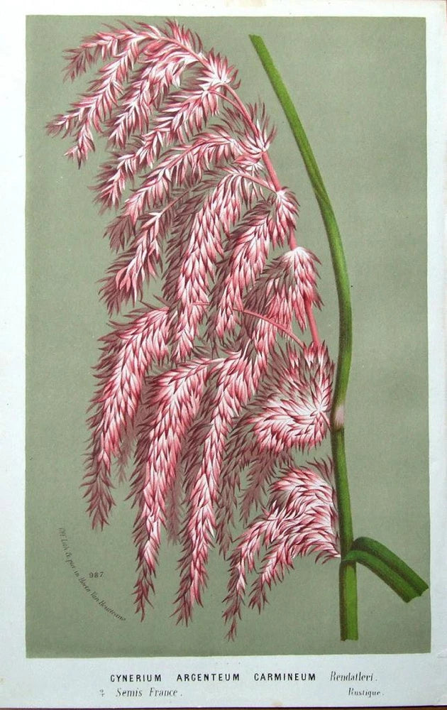 GYNERIUM ARGENTEUM ,PAMPAS GRASS, Van Houtte  Antique Botanical Print c 1850 Pampas Grass