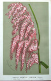 GYNERIUM ARGENTEUM ,PAMPAS GRASS, Van Houtte  Antique Botanical Print c 1850 Pampas Grass
