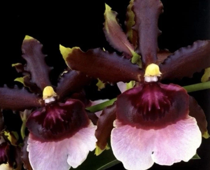 Oncidium Witches Jewel 'Ivory Lips' Very fragrant  Bloom size Orchids