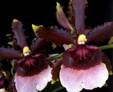 Oncidium Witches Jewel 'Ivory Lips' Very fragrant  Bloom size Orchids