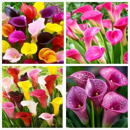 Rare 100Pcs White Pink Red Purple Calla Lily Seeds Beautiful Flowers Mix Color Lily