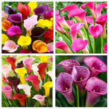 Rare 100Pcs White Pink Red Purple Calla Lily Seeds Beautiful Flowers Mix Color Lily