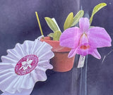 Orchid live rare Laelia praestans var. concolor - miniature - bare root Orchids