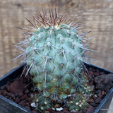 D2946 COPIAPOA GRANDIFLORA KK1067 pot10-H9-W8 cm MaMa Cactus Green Plant