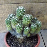 D5476 CORYPHANTHA ECHINUS pot20-H21-W23 cm MaMa Cactus Green Plant