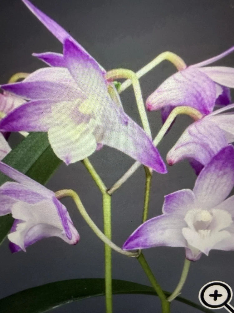 ORCHID PLANTS Dendrobuim Kinnanum 3 in pot aprox 20 stems Orchids
