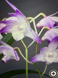 ORCHID PLANTS Dendrobuim Kinnanum 3 in pot aprox 20 stems Orchids