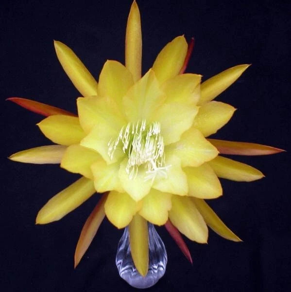 Yellow orchid cactus flower with many pointed petals and long white stamens