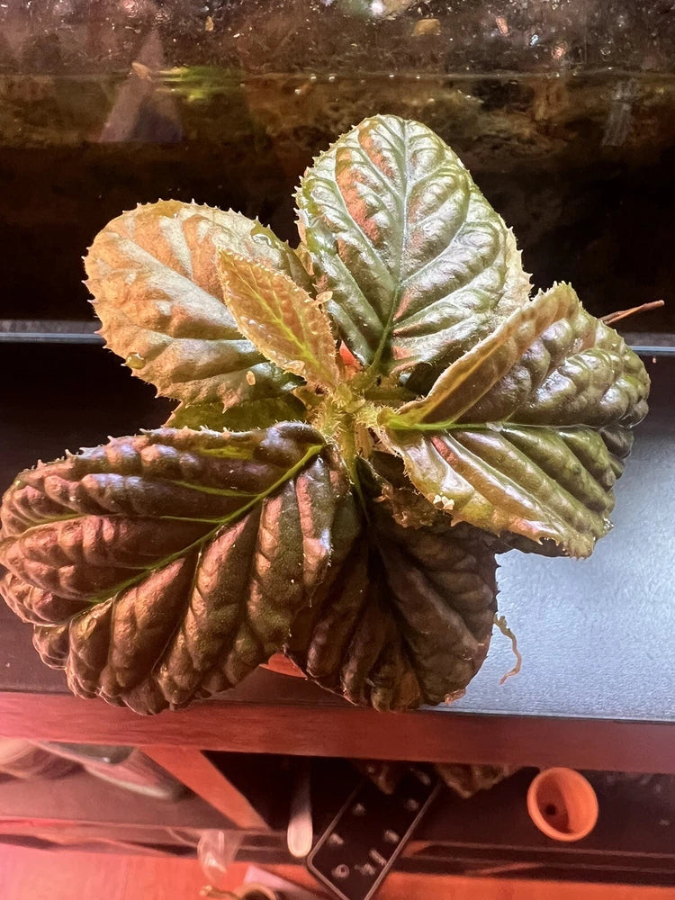Labisia sp. tropical shrub plant with bronze-green textured leaves