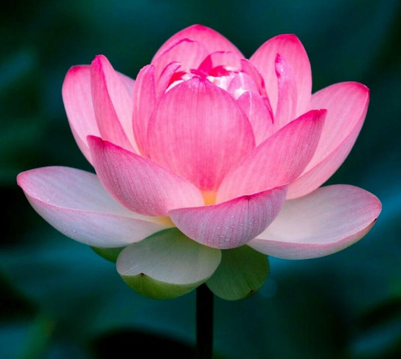 __  LOTUS colorful water Lily Aquarium Plant seeds bulb Easy grow FS0-03 LOTUS Lily