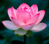 __  LOTUS colorful water Lily Aquarium Plant seeds bulb Easy grow FS0-03 LOTUS Lily