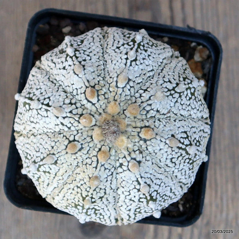 Snow astrophytum cactus with light gray textured skin in a dark pot
