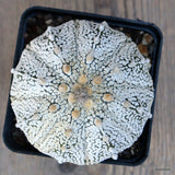 A4736 ASTROPHYTUM SUPERKABUTO SNOW pot9-H8-W10 cm MaMa Cactus Green Plant