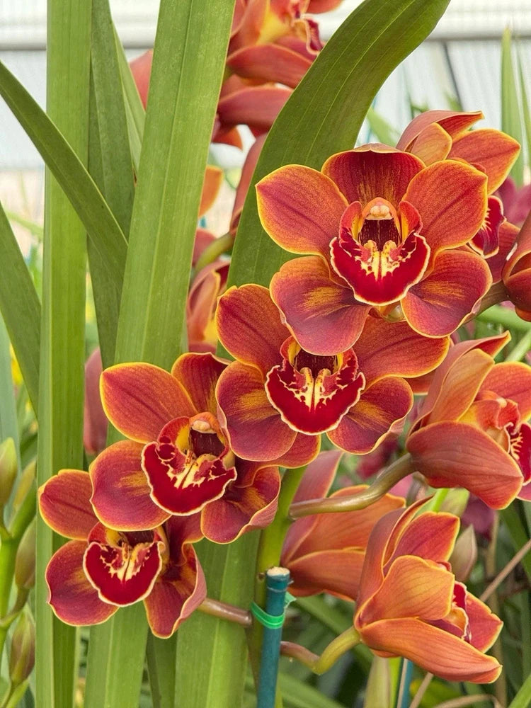 Copper red orchid blossoms with yellow centers and green leaves