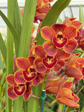 Cym. Kulnura Freedom x Cym. (Khan Wall x Blazing Fury) ÔCopper RedÕ ~ Fragrant Orchids