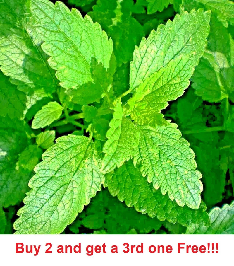 1600 LEMON BALM CITRONELLA PERENNIAL  SEEDS MOSQUITO INSECT REPELLENT NON-GMO Garden Plants