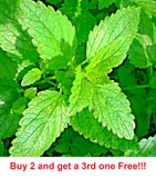 1600 LEMON BALM CITRONELLA PERENNIAL  SEEDS MOSQUITO INSECT REPELLENT NON-GMO Garden Plants