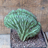 D6657 POLASKIA CHICHIPE CRESTED pot10-H11-W12 cm MaMa Cactus Green Plant