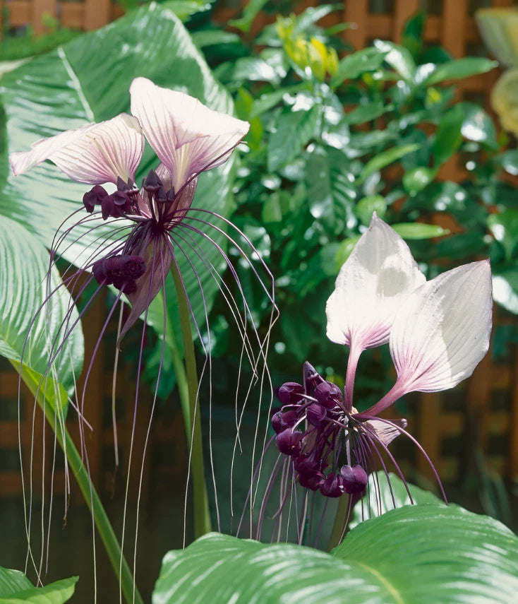 Tacca plant with pale white flowers, long whisker filaments, and dark purple pods