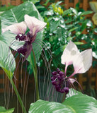 White Tacca Flower Plant Tacca Integrifolia Rare Orchid Black Lily  3-6"Tall Orchids