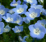 BABY BLUE EYES SEEDS 300+ ANNUAL flower GARDEN bees BUTTERFLIES FREE SHIPPING Garden Plants