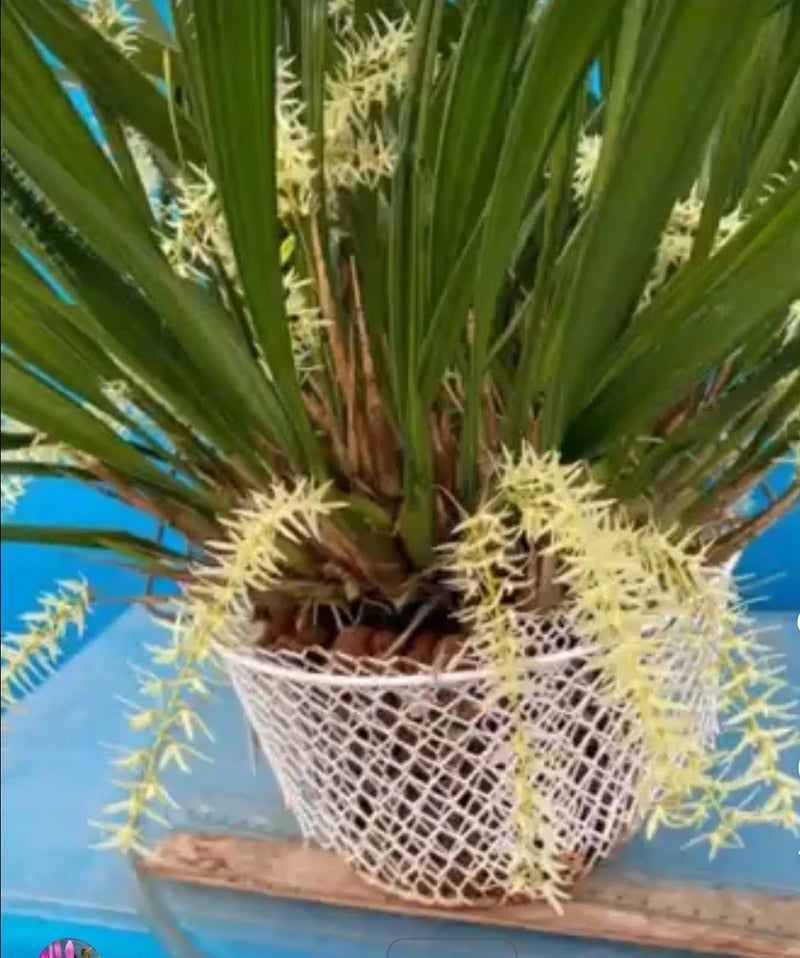 Potted orchid with spiky pale yellow blooms and green leaves in a woven mesh pot
