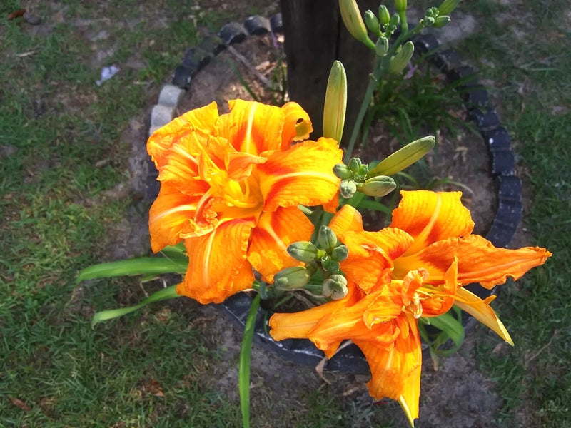 5 Orange Day Lilies Double Flower Petals Hardy Bare Root Plant Fast Multiplying Garden Plants