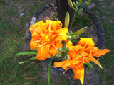 5 Orange Day Lilies Double Flower Petals Hardy Bare Root Plant Fast Multiplying Garden Plants