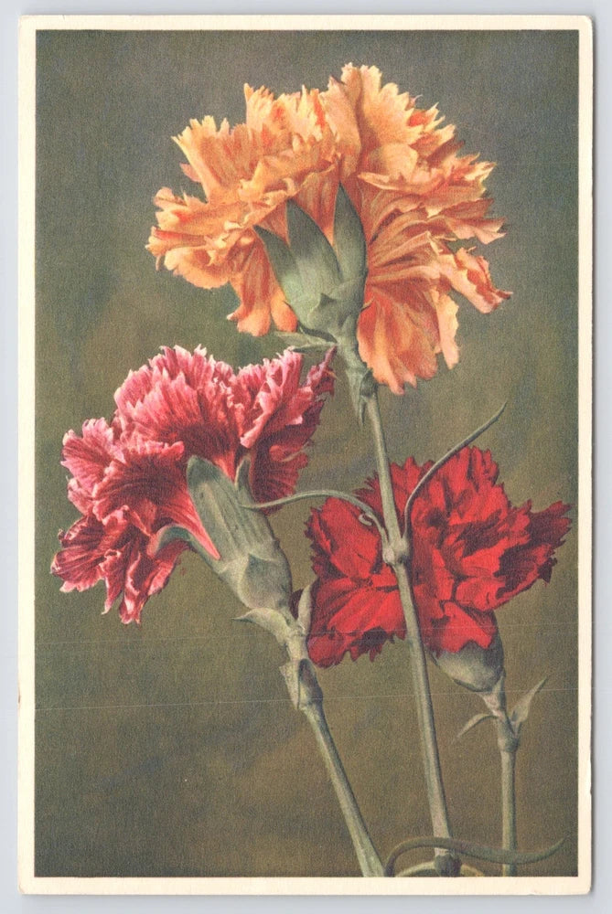 Vintage carnation floral print with red, pink, and peach blooms on green stems
