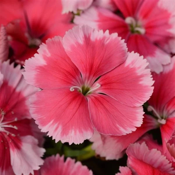 Strawberry dianthus live plant flowers with pink petals and darker red edges