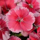 144 DIANTHUS CORONET STRAWBERRY Live Plants Plugs Garden Home Planters AV Garden Plants