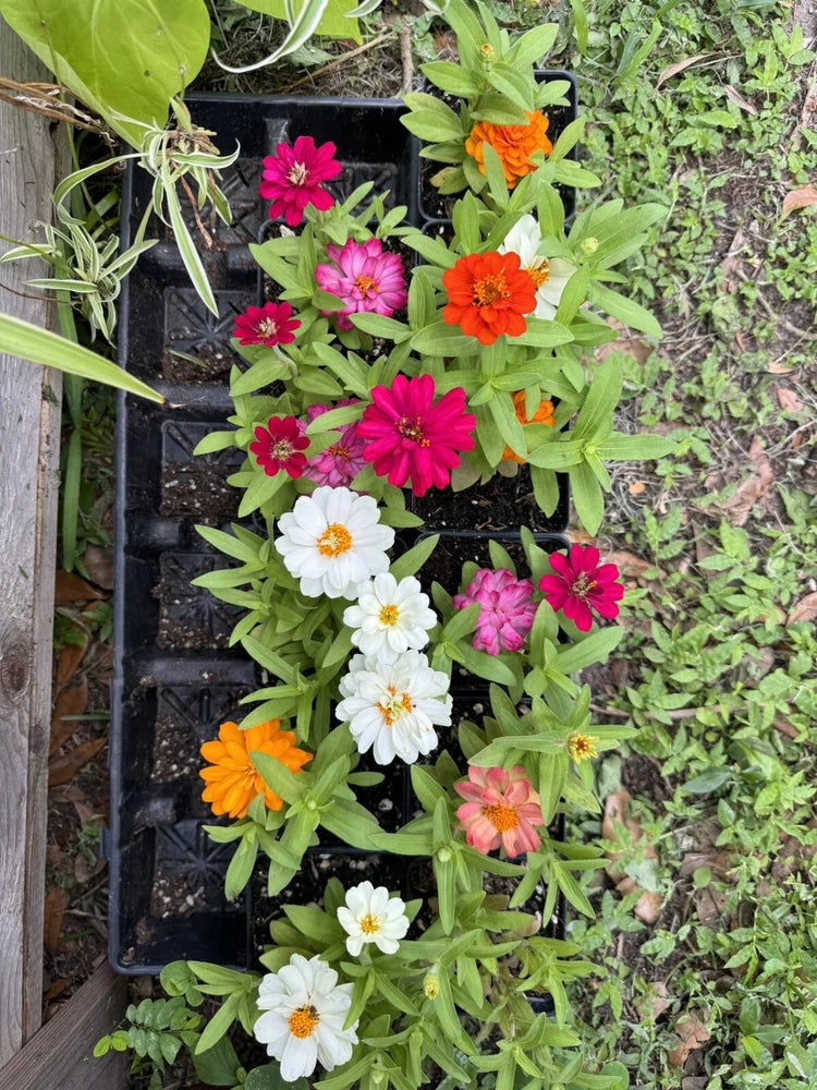 Zinnia Profusion Double Plant Orchids