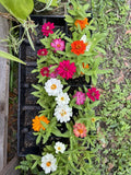 Zinnia Profusion Double Plant Orchids