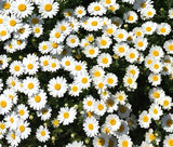 CREEPING DAISY GROUND COVER Chrysanthemum Paludosum - 5,500 Bulk Seeds Daisies