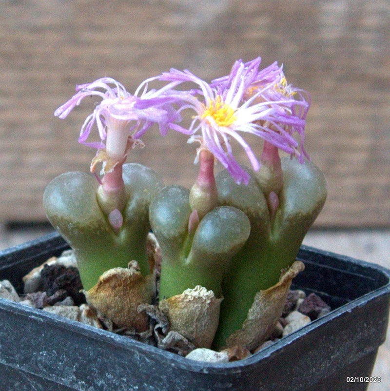 D6822 CONOPHYTUM PRAESECTUM POFFADDER pot5-H3,5-W4,5 cm MaMa Cactus Green Plant